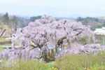 三春滝桜2015_06