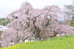 三春滝桜2015_07