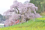 三春滝桜2015_08