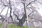 三春滝桜2015_09
