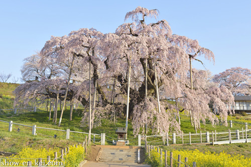 三春滝桜201604-01