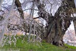 三春滝桜201604-03