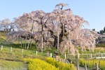 三春滝桜201604-04