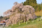 三春滝桜201604-08