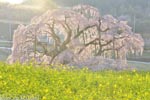 三春滝桜201604-10