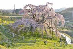 三春滝桜201604-11