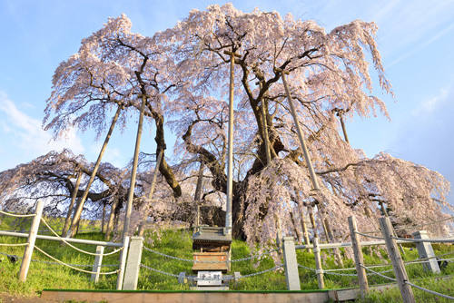 三春滝桜201704-01
