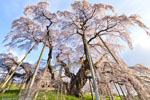 三春滝桜201704-02