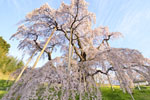 三春滝桜201704-03