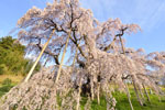 三春滝桜201704-04