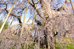 三春滝桜201704-05