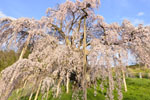 三春滝桜201704-06