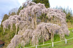 三春滝桜201704-07