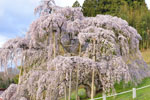 三春滝桜201704-08