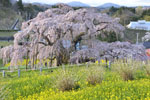三春滝桜201704-10