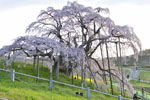 三春滝桜201704-11