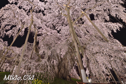 三春滝桜201804-01