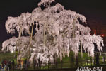 三春滝桜201804-02