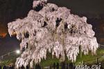 三春滝桜201804-03