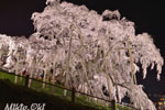 三春滝桜201804-04