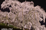 三春滝桜201804-05