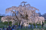 三春滝桜201804-06