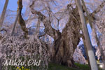 三春滝桜201804-07