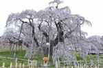 三春滝桜201804-08