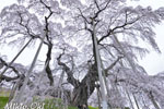 三春滝桜201804-09