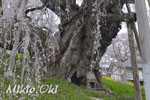 三春滝桜201804-10