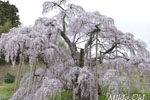 三春滝桜201804-11