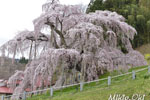 三春滝桜201804-12