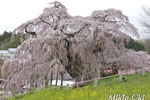 三春滝桜201804-13