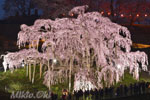 三春滝桜201904-02