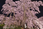 三春滝桜201904-03