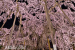 三春滝桜201904-04