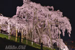 三春滝桜201904-05