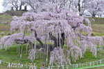 三春滝桜201904-06