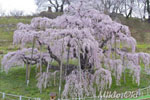 三春滝桜201904-07