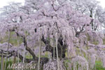 三春滝桜201904-08