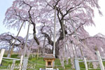 三春滝桜201904-09