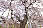 三春滝桜201904-10