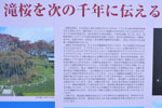 三春滝桜201904-11