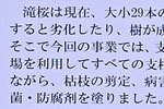 三春滝桜201904-13