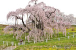 三春滝桜202104-08