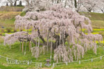三春滝桜202104-10