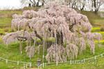 三春滝桜202104-12