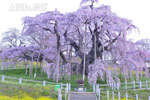 三春滝桜202304-03