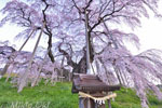 三春滝桜202304-04