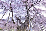 三春滝桜202304-05